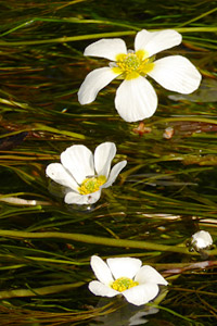 Bachblüte